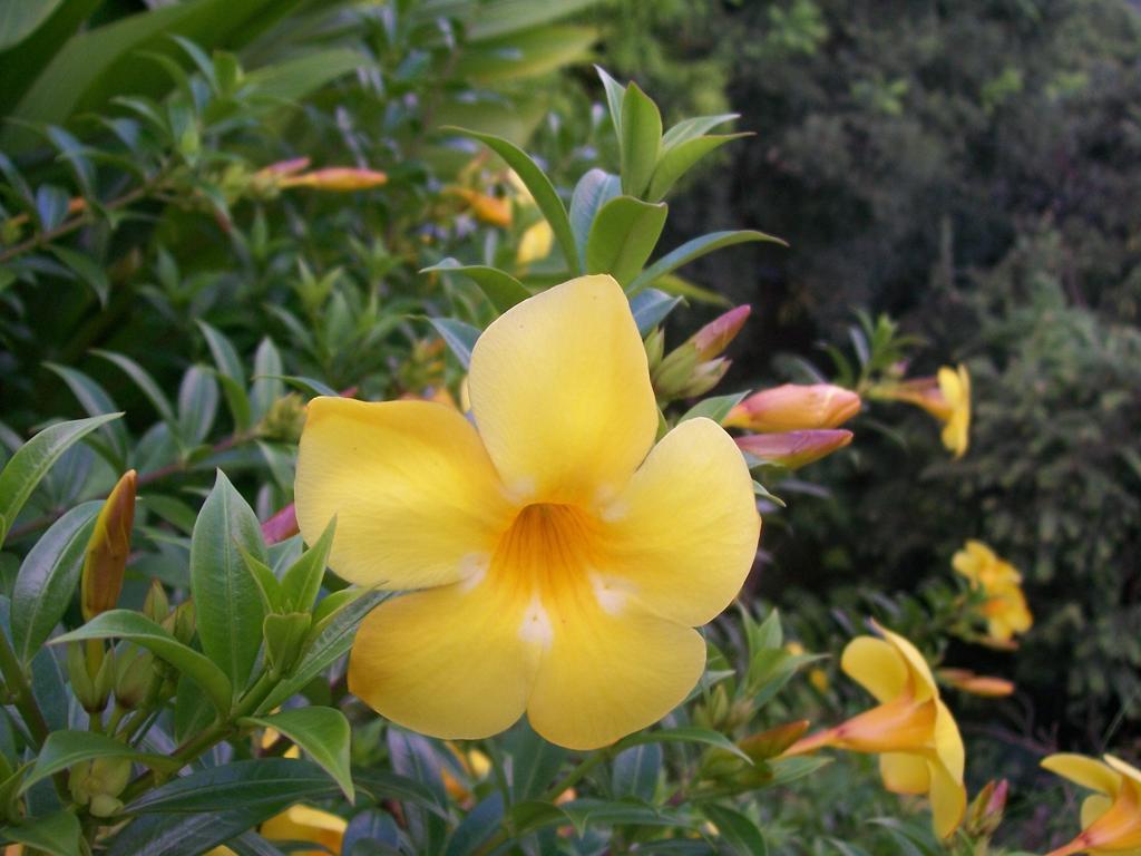 Villa Mango B&B Nosara Eksteriør billede